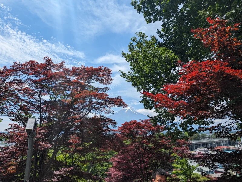 Mount Fuji framed by red and green maple trees at Arakurayama Sengen Park, Fujiyoshida, Yamanashi, Japan.