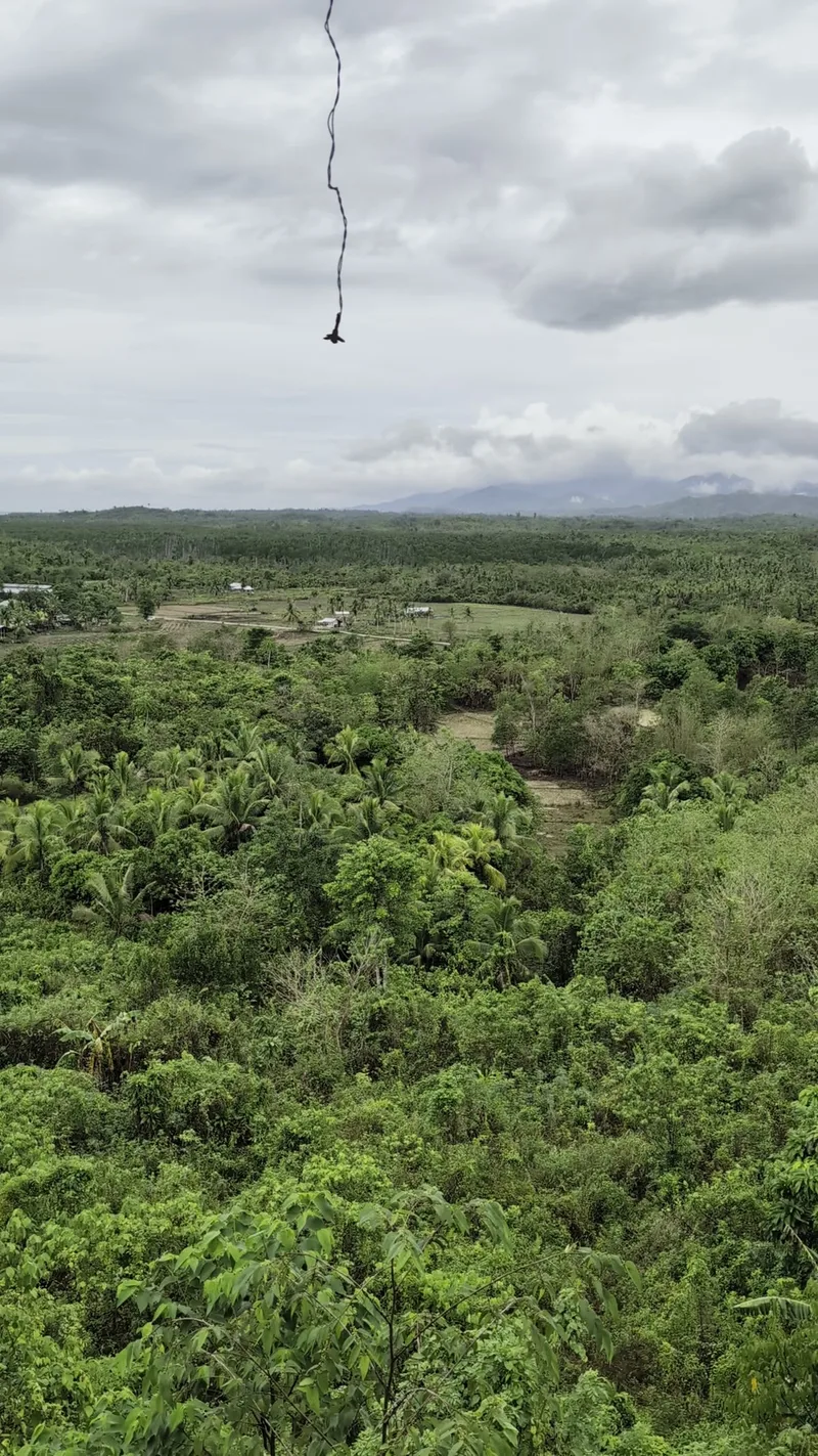 High-angle view of vast green tropical landscape with dense trees and distant mountains under a cloudy sky in Palawan Philippines